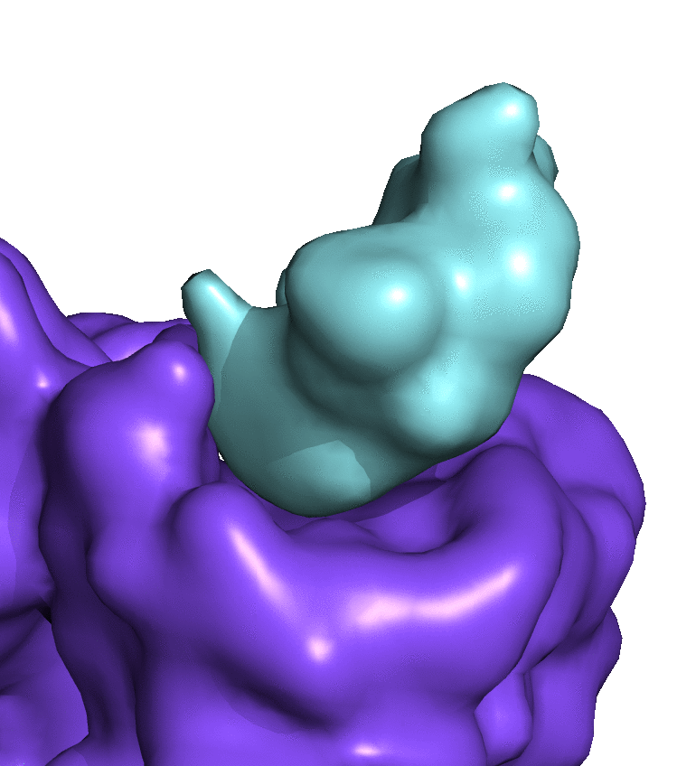 Protein structure – molecular visualization